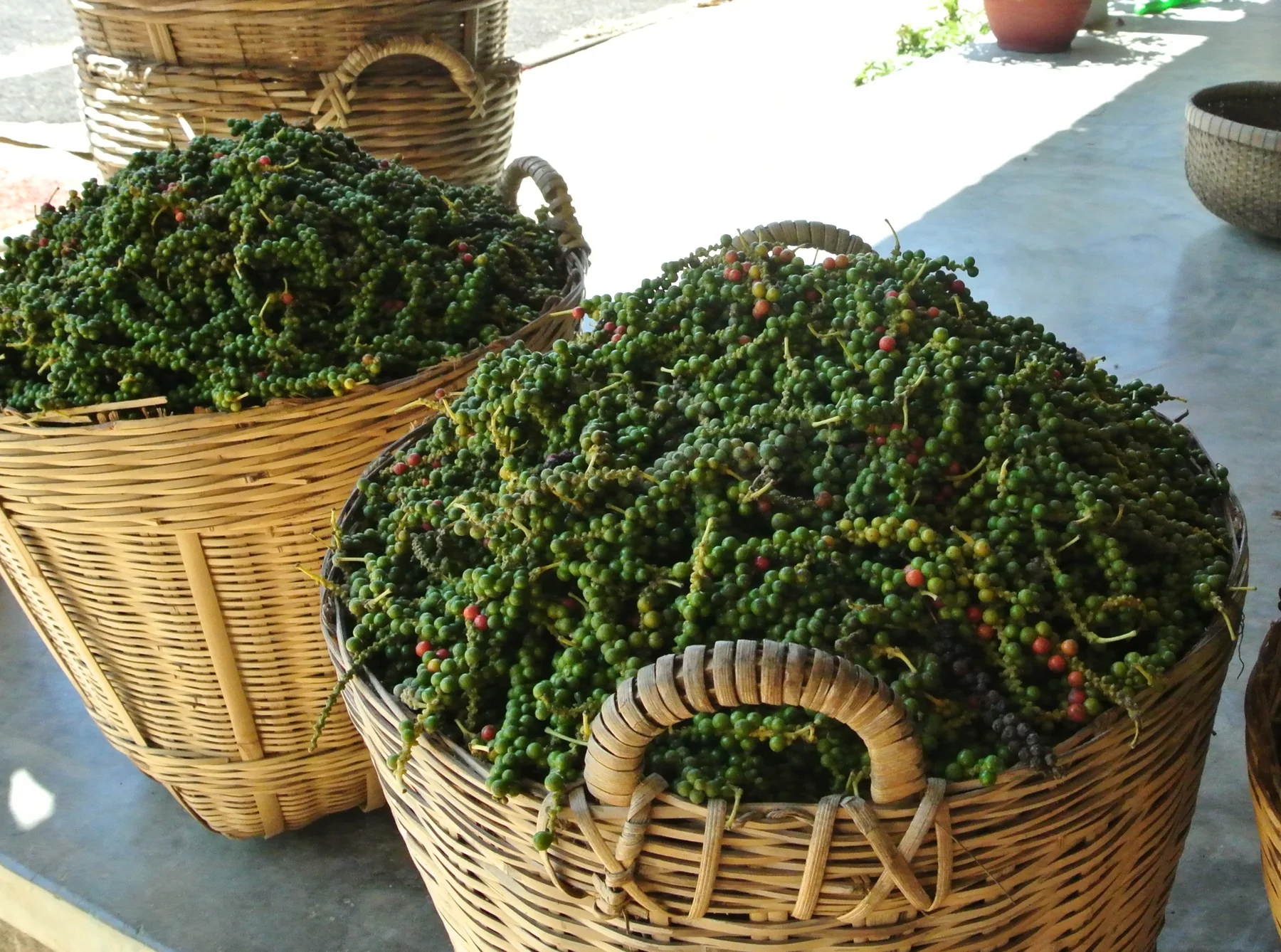 Baskets of pepper harvested in Phu Quoc, photographed in 2015